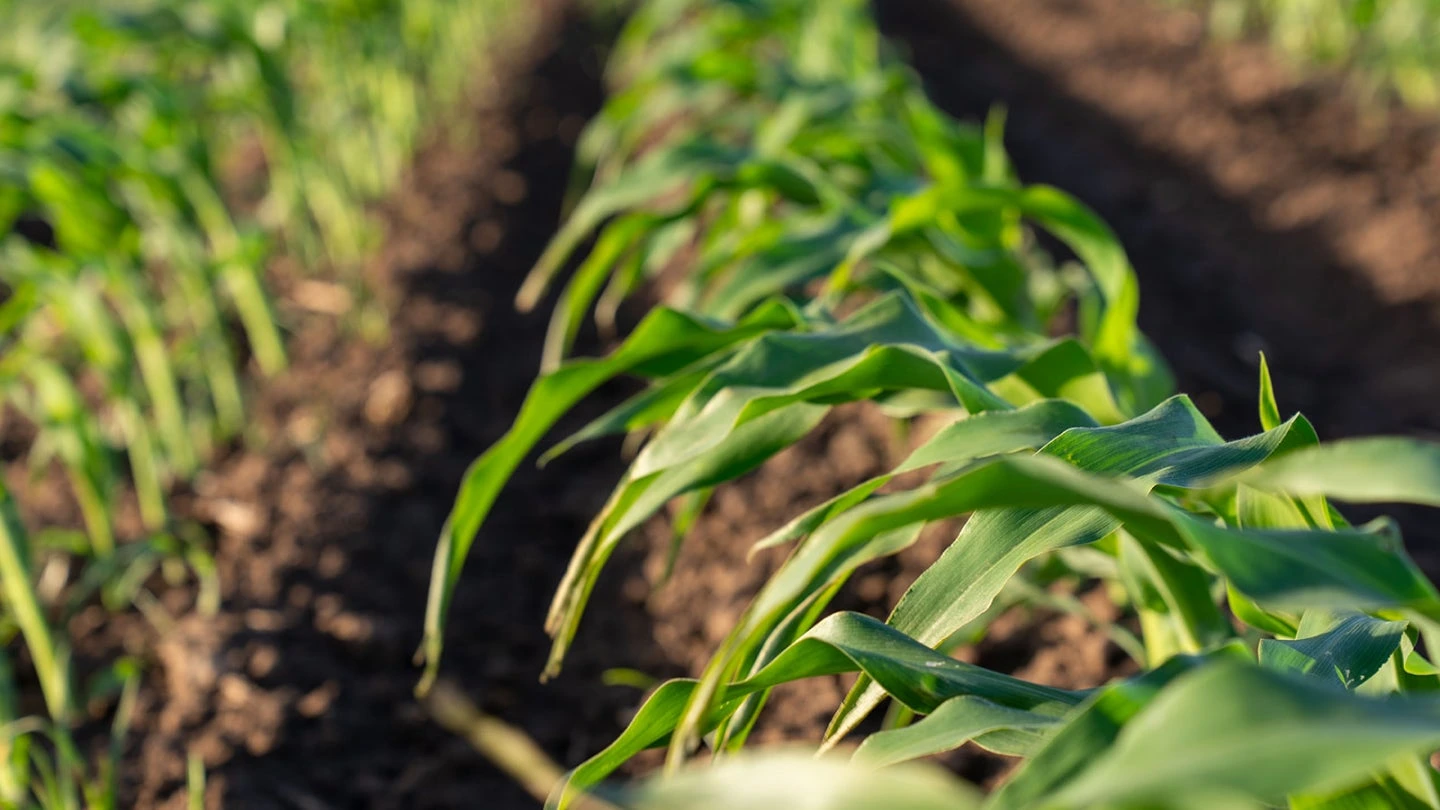 Incitec Pivot Fertilisers · 设计展示